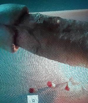 Sex Inserat von: Pascal11122