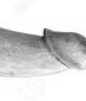 Sex Inserat von: ladongdong